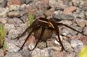 Dolomedes_fimbriatus_D5099_Z_91_Canal du Nivernais_Frankrijk